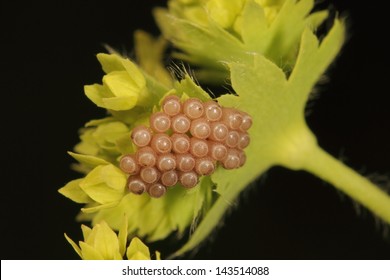 Insect Eggs