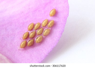 Insect eggs