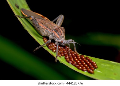 Insect With Eggs
