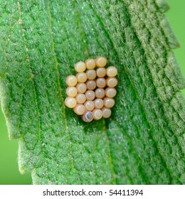 Insect Eggs On Leaf