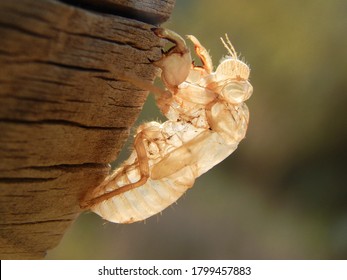 Insect Exoskeleton In A Wooden Log. A Macro View On The Exuviae Of A Cicada