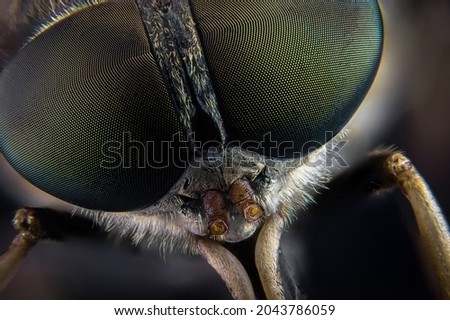 Similar – Gartenschnecke XIV Blatt