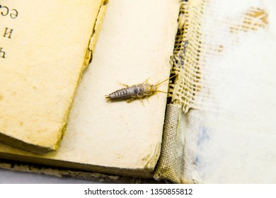 Insect Feeding On Paper - Silverfish. Pest Books And Newspapers.