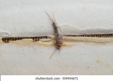 Insect Feeding On Paper - Silverfish. Pest Books And Newspapers.