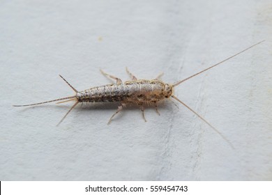 Insect Feeding On Paper - Silverfish. Pest Books And Newspapers.