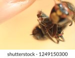 insect fly macro