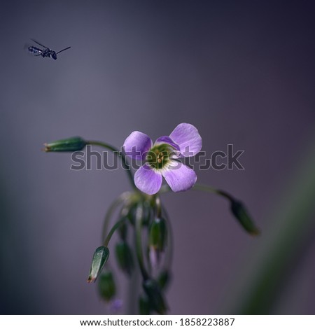 Similar – mauve Plant Spring Flower