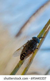 Insect gadfly