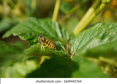 Insect - German Wasp - Yellow Jacket