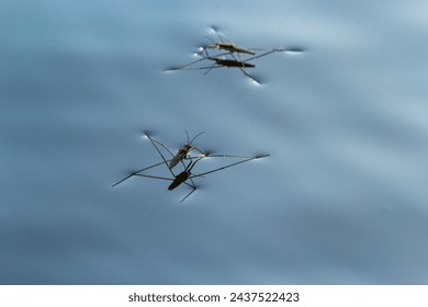 Insect Gerris lacustris, known as common pond skater or common water strider is a species of water strider, found in Europe have ability to move quickly on the water surface and have hydrophobic legs. - Powered by Shutterstock