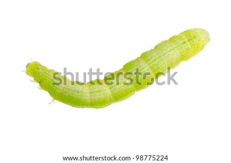 insect green butterfly caterpillar isolated on white