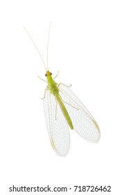 5,589 Lacewings Images, Stock Photos & Vectors | Shutterstock