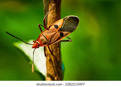 Insect hanging on a brown branch