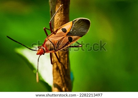 Insect hanging on a brown branch