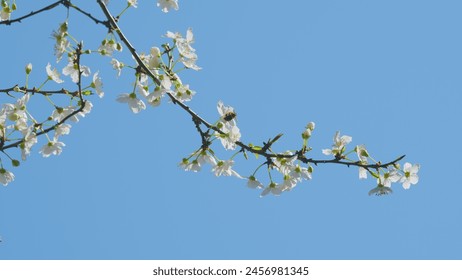 Insect honey bee pollinates. Blossom Cherry Or Apple Small White Flowers On Tree Branches. Blossoming Tree Brunch With White Flowers. - Powered by Shutterstock