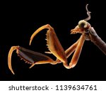 Insect hunter, Mantispa lobata Navas, Mantispidae. Isolated black background