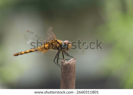 The insect in the image is a dragonfly, specifically identified as a Urothemis signata, also known as the Greater Crimson Glider. 