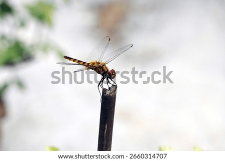 The insect in the image is a dragonfly, specifically identified as a Urothemis signata, also known as the Greater Crimson Glider. 
