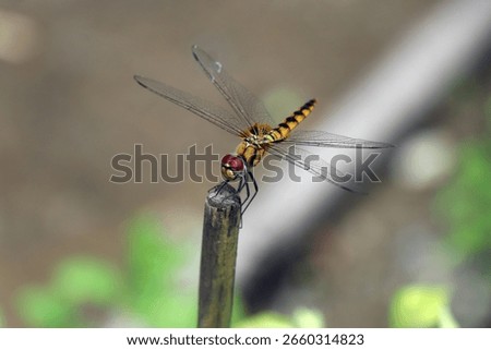 The insect in the image is a dragonfly, specifically identified as a Urothemis signata, also known as the Greater Crimson Glider. 