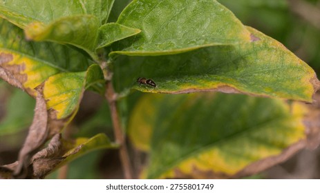 The insect in the image is likely a redheaded flea beetle (Systena frontalis), though it could also be a type of sap beetle (family Nitidulidae). Taken from Las Pinas, NCR, Philippines.