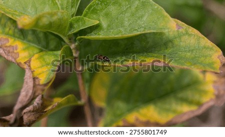 The insect in the image is likely a redheaded flea beetle (Systena frontalis), though it could also be a type of sap beetle (family Nitidulidae). Taken from Las Pinas, NCR, Philippines.