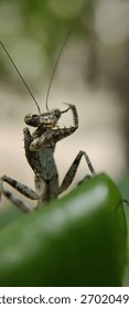 The insect in the image is a praying mantis, likely a female Carolina mantis (Stagmomantis carolina), Asian jumping mantis (Statilia maculata), or Mediterranean dwarf mantis (Ameles decolor).