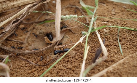 insect, Insects on the tree, Insect macro photos. Animals And Wildlife.


