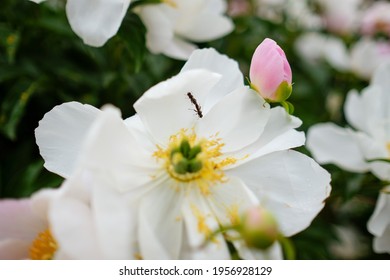 Insect intercourse in white flower