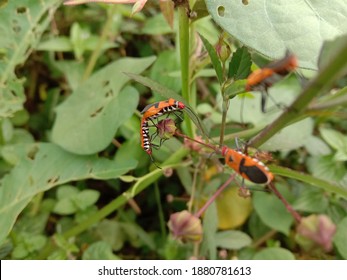 Insect Invertebrata Couple In Love In The Morning