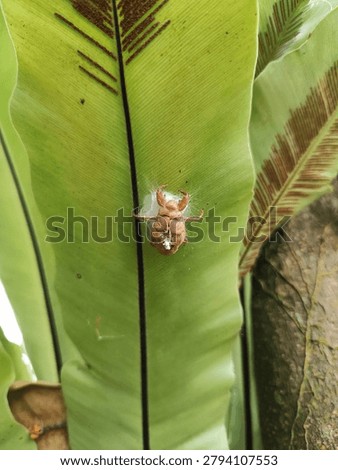 An insect killed by a spiderweb and stuck to a kadaka leaf