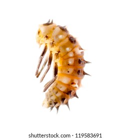 Insect Ladybug Larva