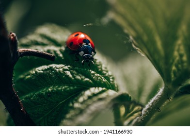 The Insect Is A Ladybug. Macro Shooting Of Insects.