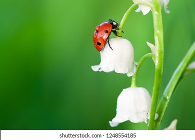 insect ladybug sits on a flower of a lily of the valley