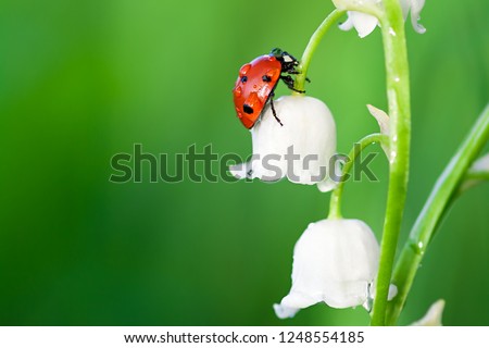 insect ladybug sits on a flower of a lily of the valley