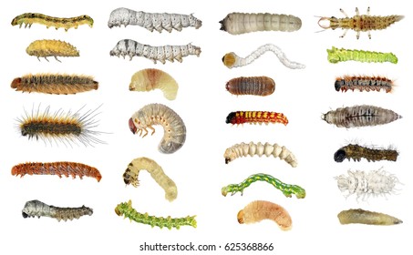 36,863 Moth larvae Images, Stock Photos & Vectors | Shutterstock