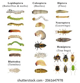 Insect Larvae Caterpillars Moths Butterflies Beetles Stock Photo ...