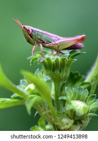 Insect Locust Nymph In Nature