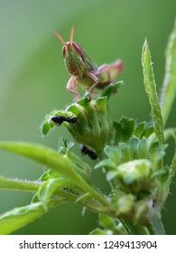 Insect Locust Nymph In Nature