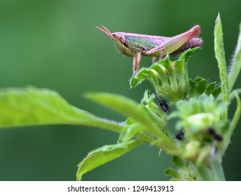 Insect Locust Nymph In Nature