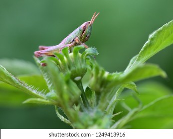 Insect Locust Nymph In Nature