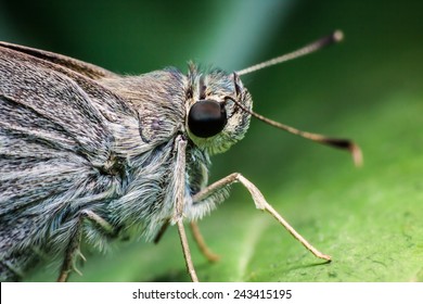 insect Macro