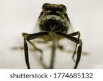 insect macro bug beatles closeup