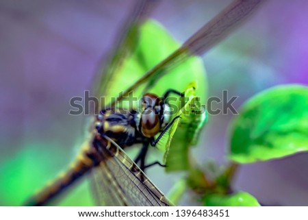 Similar – Hoverfly kisses blossom