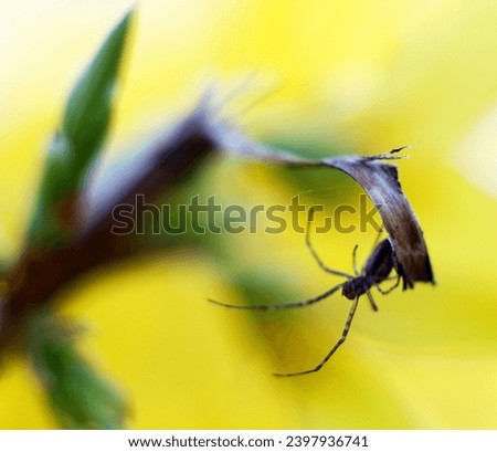 Insect macro. Spider close up. Blurred background bokeh. Narrow depth of field. Arachnid. Garden. Spring. Yellow forsythia bush. 
