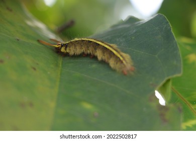 Insect Macro Wild Life Animal