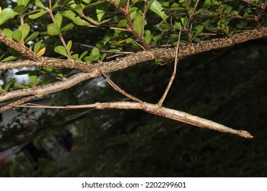 Insect, Medauroidea Extradentata, Bark-like Body Color, A Species Of Stick Insect In The Family Phasmatidae, Reproduces Sexually And Asexually By Parthenogenesis.