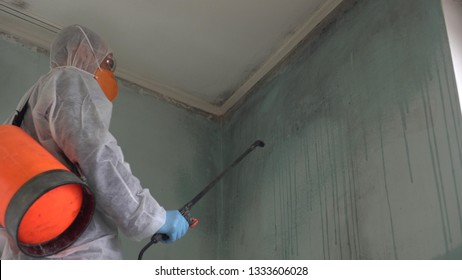 Insect And Mold Removal Company. Cleaning Specialist