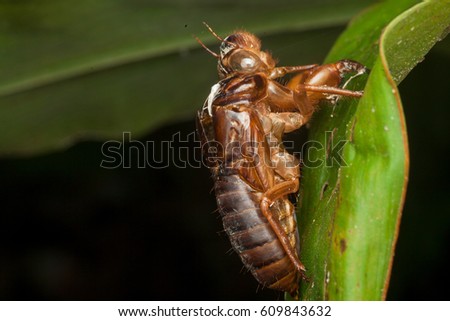 Confirm. Adult insect think Can Adult insect
