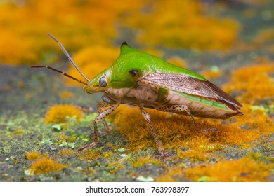 insect in nature