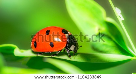 Similar – Image, Stock Photo Black Ladybird with red points on plant in green nature